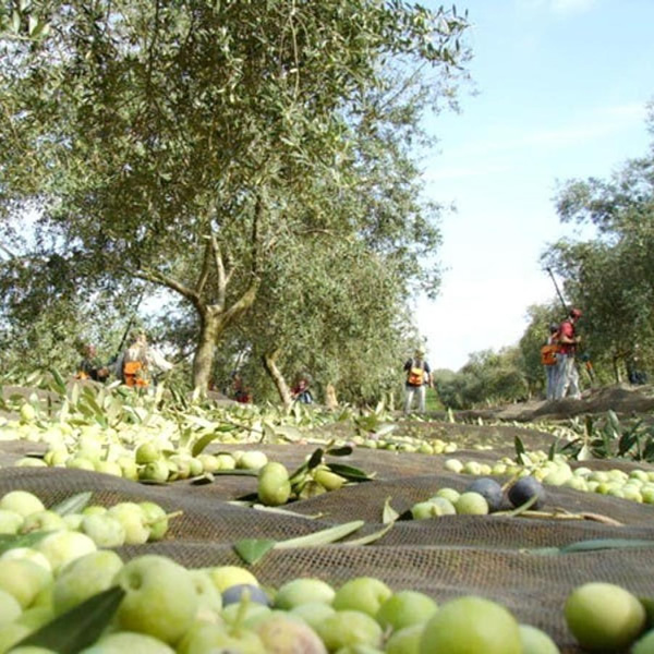sevilla olijfolie fabriek tour