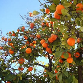 wat doen zien in sevilla informatie sinaasappelbomen